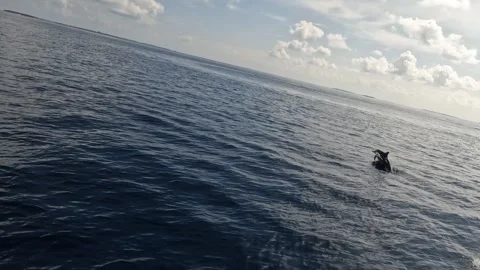 Exploring the breathtaking waters of Maldives while swimming with dolphins Video stock 286105372