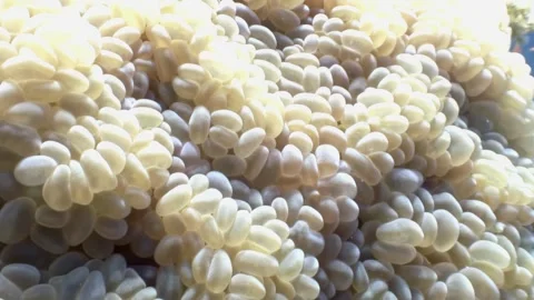 Exploring bubble coral gardens off the coast of Egypt in the Red Sea 스톡 동영상 312006762