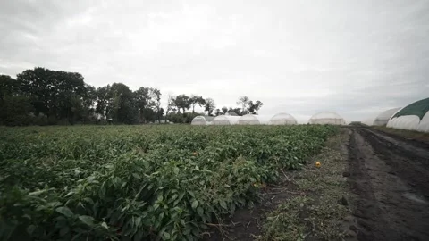 Exploring a bustling greenhouse farm on a cloudy day, showcasing lush crops Video stock 289477472