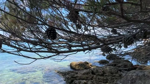 Exploring a calm coast with clear water and a tree full of pine cones on a sunny Stock Footage 339079897