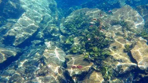 Exploring the Cenote Stock Footage 101486282