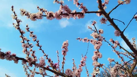 Exploring the Cherry Blossom Viewing in Anzu Village and the Cedar Tree of the Stock Footage 333166432