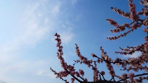 Exploring the Cherry Blossom Viewing in Anzu Village and the Cedar Tree of the Stock Footage 333166438