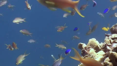 Exploring colorful reef fish in the waters of the philippines Stock Footage 327014918