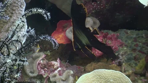 Exploring colourful reef with batfish in the Philippines waters Stock Footage 319854619