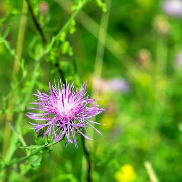 Exploring common cornflower: essential plant for honey in latvia's flora Stock Photos