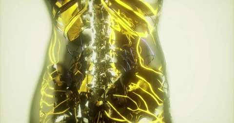 Exploring the complex anatomy of blood vessels and their functions Vídeos de archivo 304515695