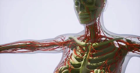 Exploring the complex anatomy of blood vessels in human physiology Stock Illustration