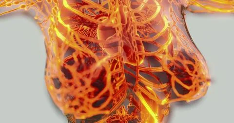 Exploring the complex anatomy of veins and arteries Stock Illustration