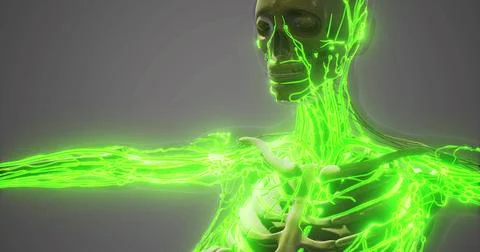 Exploring the complex network of blood vessels in human anatomy Stock Illustration