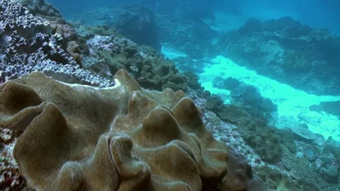 Exploring Coral Formations and Marine Life at Apo Island, Philippines Stock Footage 326366707