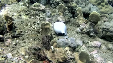 Exploring the coral reef and finding a large white seashell Stock Footage 314132888