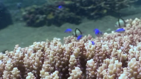 Exploring the coral reef ecosystem in the philippines ocean Video stock 327015016