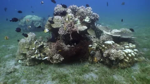Exploring coral reef ecosystems off the coast of the philippines Stock-Footage 321017938
