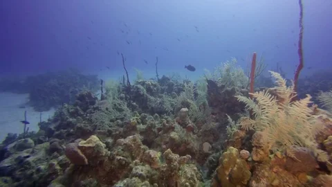 Exploring the Coral Reef Stock Footage 75798992