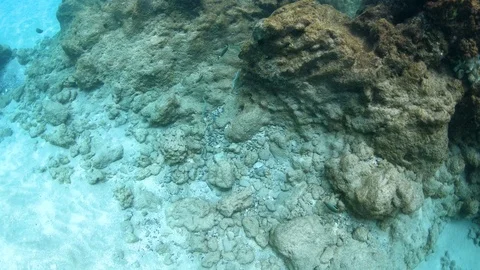 Exploring coral reef, seeing fish playing in the current, slow motion 4K Video stock 98429680