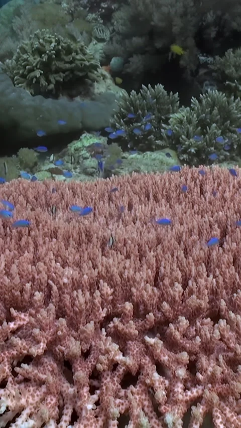 Exploring the Coral Reef With Tiny Blue Fish in Tropical Seas Stock Footage 326365490