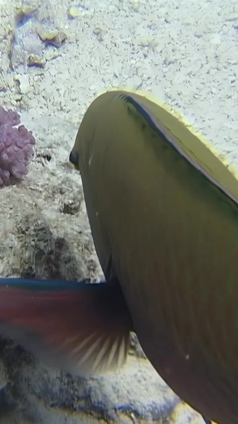 Exploring a coral reef where a parrot fish searches for its next meal Stock Footage 299178229