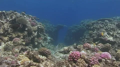 Exploring Coral Reefs and Aquatic Life in a Vibrant Underwater Ecosystem Stock Footage 344457243