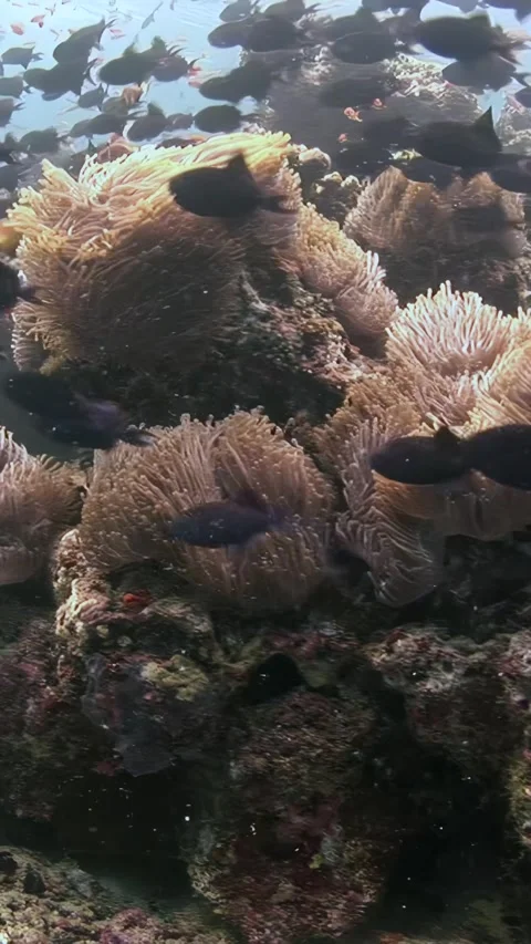 Exploring coral reefs and fish shoals in the maldives Stock Footage 314132108