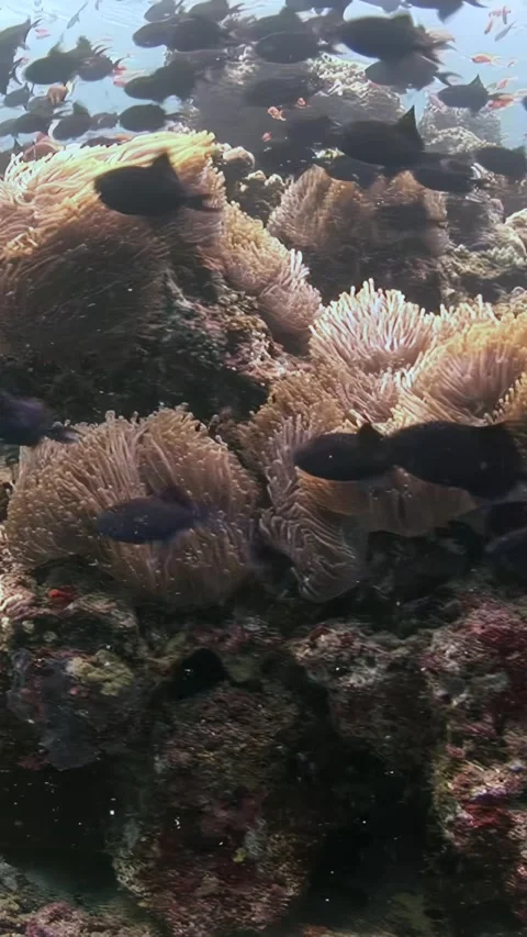 Exploring coral reefs and fish schools in the Maldives Video stock 314132111