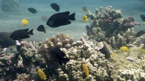 Exploring coral reefs and fish life in the philippines Stock Footage 321010963