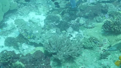 Exploring Coral Reefs and Vibrant Marine Life Beneath the Waves Video stock 344610107