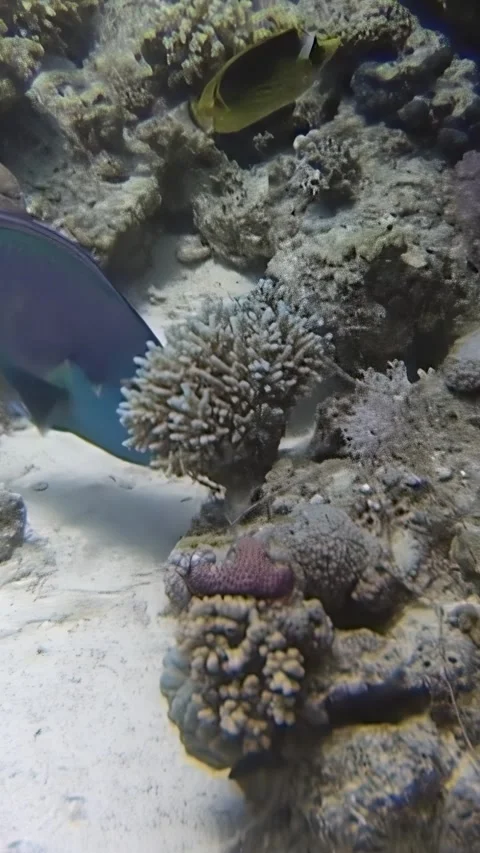 Exploring coral reefs for hidden delicacies in the vibrant Red Sea Vídeo Stock 299177941