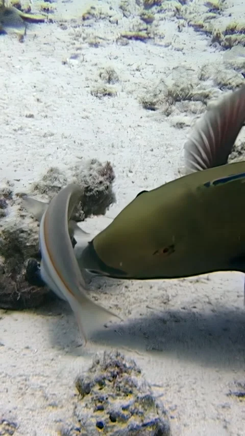 Exploring coral reefs with a parrot fish in the vibrant Red Sea Stock Footage 299178254