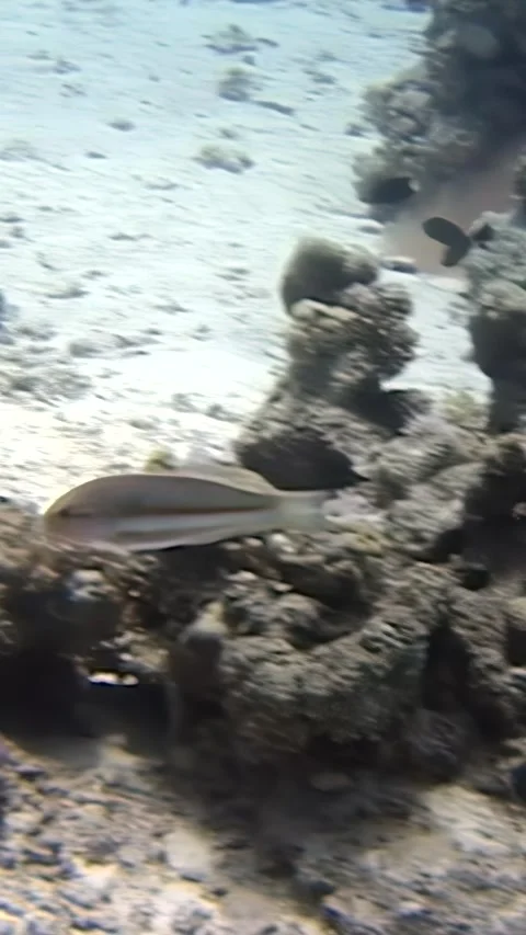 Exploring coral reefs with a parrot fish in the vibrant Red Sea Stock Footage 299178363