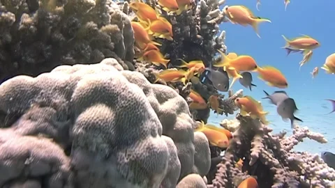Exploring Coral Reefs With Schools of Fish in Tropical Waters 스톡 동영상 344458814