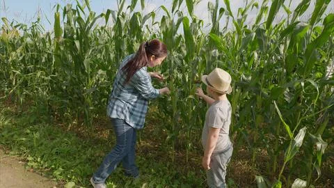 Exploring a Cornfield An Enriching Moment in Nature and Agriculture for Learning Stock Photos