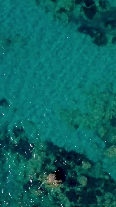 Exploring the Crystal Clear Waters and Vibrant Marine Life in a Tropical Stock Footage 318218572