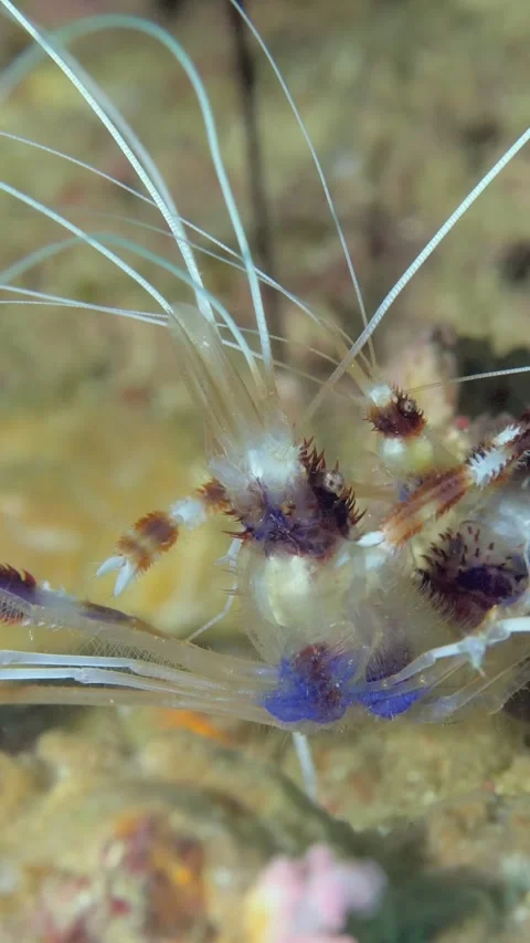 Exploring the Dancer Shrimp in the Coral Reefs of the Philippines Stock Footage 327015248