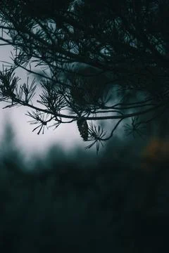 Exploring the dark part of the forest. Stock Photos
