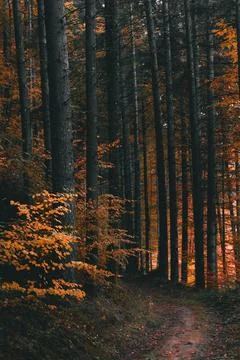 Exploring the dark side of the autumn forest. Stock Photos