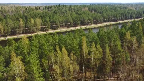 Exploring a dense forest area in early spring with greenery and open spaces Stock Footage 328992746