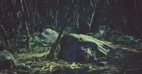 Exploring a dense forest with large rocks and trees under soft light Stock Illustration