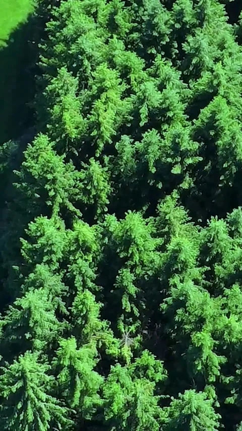 Exploring a Dense Forest With Lush Greenery and Towering Trees in the Heart of Stock Footage 311112053
