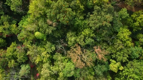 Exploring a dense forest with a mix of green and colorful trees in autumn Stock Footage 345447939