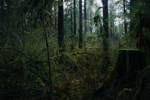 Exploring a dense forest with moss-covered trees Stock Photos