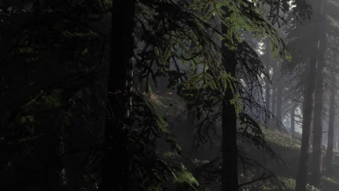 Exploring a dense forest with tall trees and soft light coming through Stock Footage 340627121
