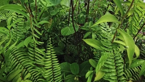 Exploring a dense green forest filled with ferns and plants Stock Footage 346517086