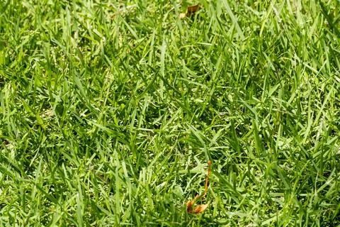 Exploring dense green grass fields nature landscape close-up view tranquil .. Stock Photos