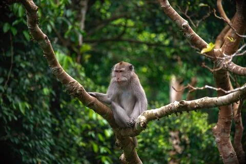 Exploring the dense greenery of Balis monkey forest with a monkey perched on a Stock Photos
