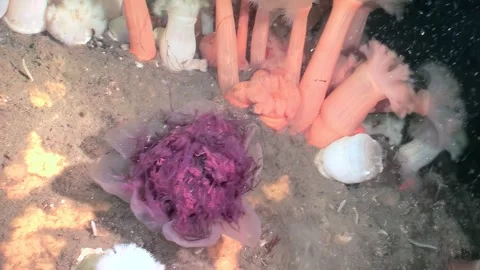 Exploring the Depths a Cyanea Capillata in the Arctic Ocean Stock Footage 320795597