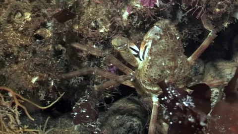 Exploring the depths where spider crabs roam beneath Arctic ice Видео 309987157