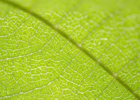 Exploring the details of a leaf in Uganda Stock Photos