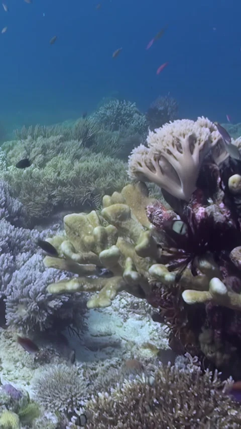 Exploring the Diverse Coral Reef Ecosystem at Dawn in Southeast Asia Stock Footage 321410639