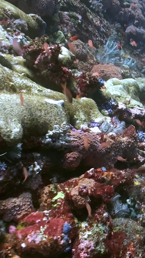 Exploring Diverse Coral Reefs in the Waters of Flores, Indonesia Stock Footage 321410554